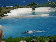 5-oahu-sealifepark-p9300169